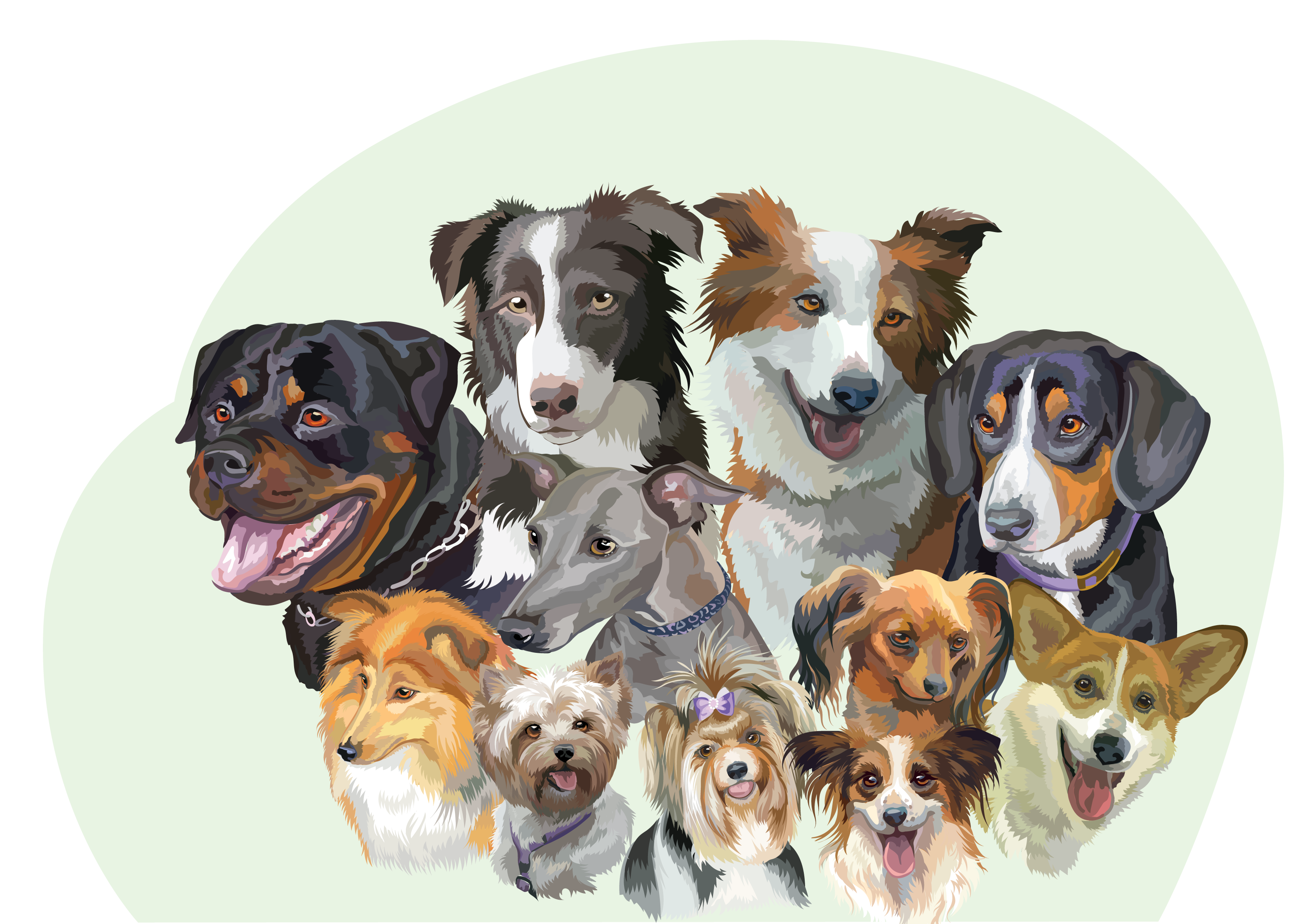 Assurance chien